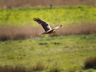 Kite in Flight