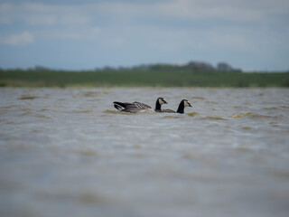 Goose on a lake