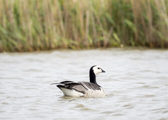 country goose swimming