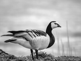 goose on the beach
