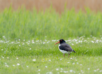 bird on grass