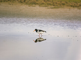 great crested grebe