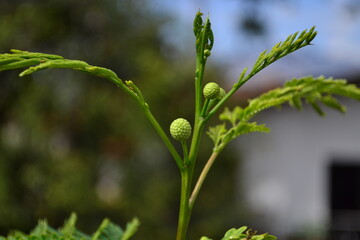 Árbol floreciendo en forma de esfera 