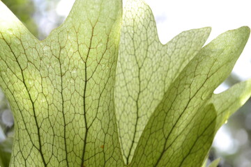Acercamiento a las hojas del helecho Cuerno de Alce, para ver sus venas
