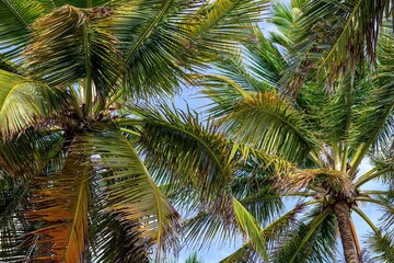 Obraz na płótnie Canvas coconut palm tree