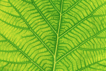 Texture of green leaf closeup for background.