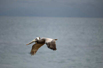 pelican in flight