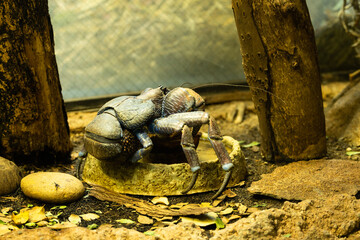 coconut crab