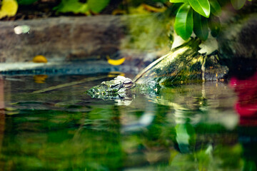 Alligator