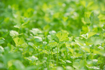 Fototapeta na wymiar Fresh green Water dropwort ( Oenanthe, Oenanthe javanica (Blume) DC) closeup at the vegetable plant. Selective focus.