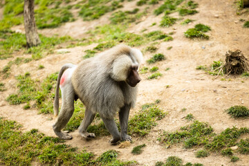 baboon