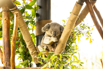 koala in tree