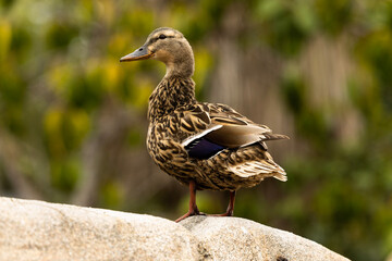 duck
