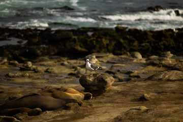 black headed gull