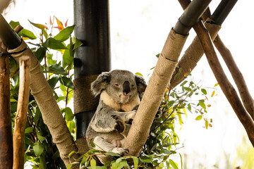 koala in a tree