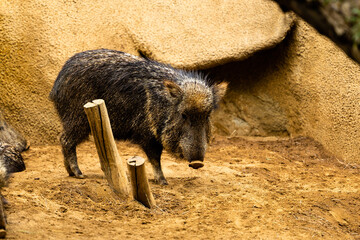 wild boar
