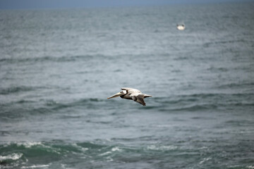 Fototapeta na wymiar Pelican gliding over the sea