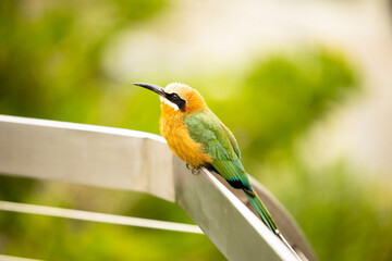 blue winged bee eater