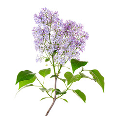 Lilac branch isolated on a white background