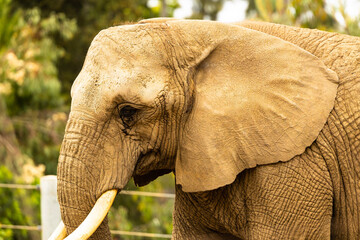 Elephant close up