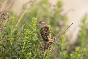 sparrow on the grass