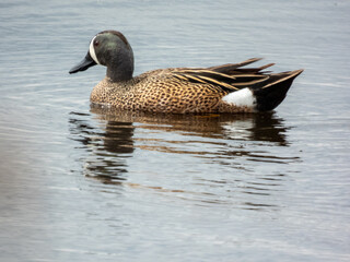 Blue winged teal duck