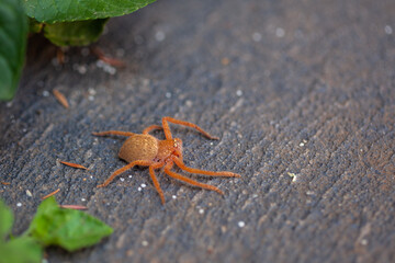 Young huntsman spider on pavement - closeup with shallow focus