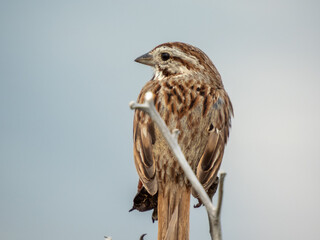 Song Sparrow