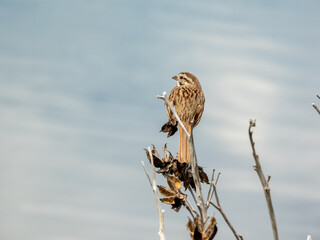 Song Sparrow