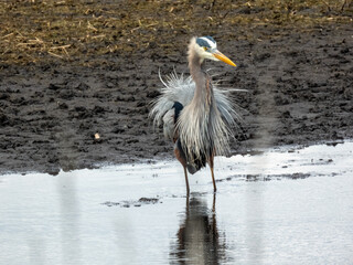 Great blue heron with fluffed out feathers