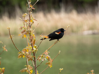 Redwinged Blackbird male