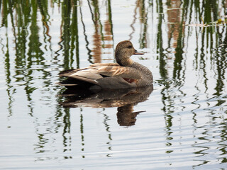 Gadwall