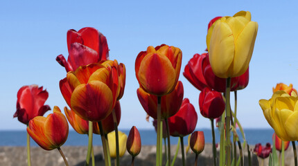 Beautiful mix of Tulips by the Sea in the Spring with blue sky background