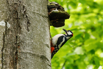 Great spotted woodpecker, Dendrocopos major, climbs to nesting hole in old beech trunk. Woodpecker...
