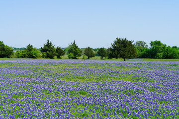 Wide open view of Texas bluebonnet wildflowers during spring season near Brenham, TX