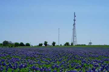 Communications antenna with Texas bluebonnet wildflowers during spring season near Brenham, TX