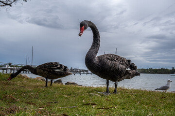 Two black swans walking on grass