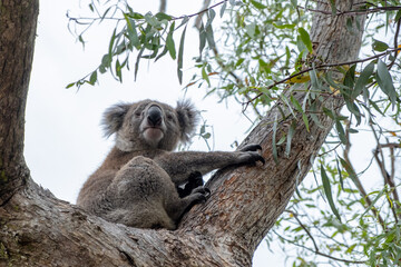 Koala bear on a tree in Australia