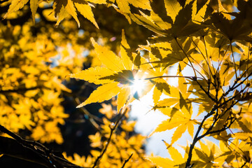 Sunshine with flare through fall leafs on blurred background