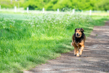 dog in the park © Camilo Concha