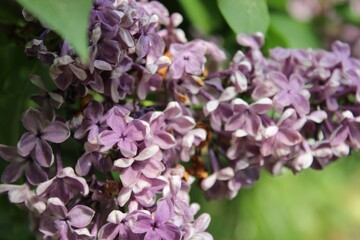 lilac flowers in the garden