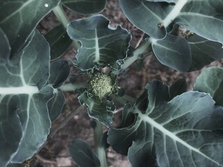 Budding Broccoli Plant