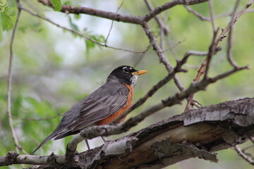 American Robin on a tree