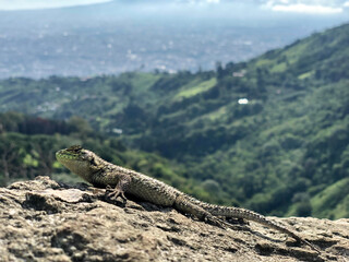 Lizard on the rocks