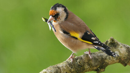 Goldfinch in a wood with fly’s in its beak to feed chicks