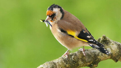 Goldfinch in a wood with fly’s in its beak to feed chicks