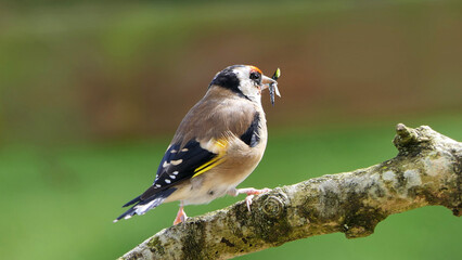 Goldfinch in a wood with fly’s in its beak to feed chicks
