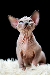 Portrait of Canadian Sphynx Cat kitten sitting on white carpet with long pile and black background. Studio shot, front view of domestic pussycat.