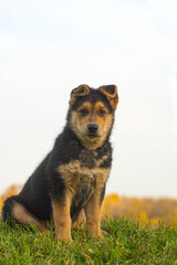 Floppy-eared puppy outside with copy space