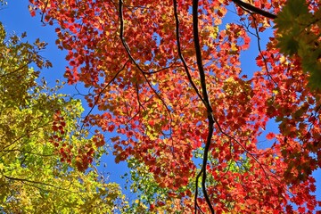 支笏湖で見た光を浴びて輝くカラフルなカエデの紅葉＠北海道